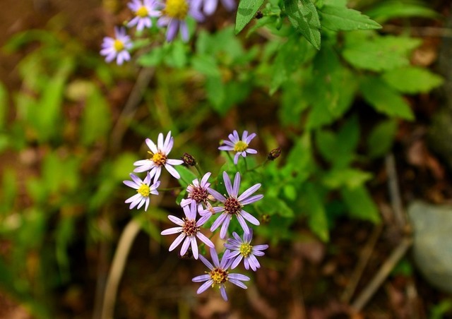 DSC_0029.JPG