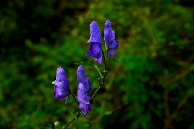 DSC_0045.JPG
