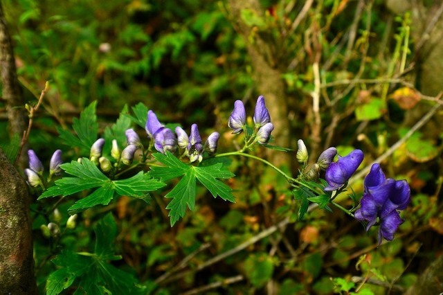 DSC_0053.JPG
