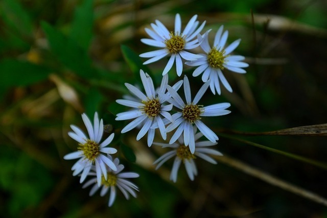 DSC_0079.JPG