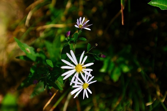 DSC_0080.JPG