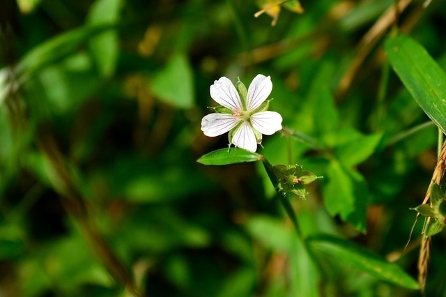 DSC_0087.JPG