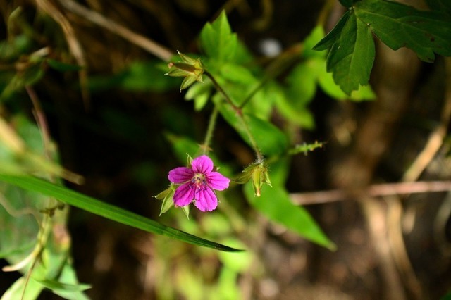 DSC_0098.JPG