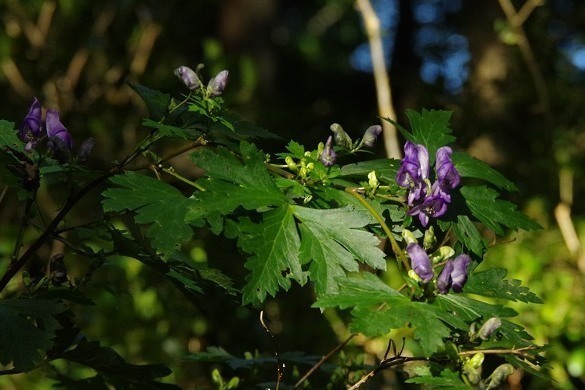 IMGP4760.JPG