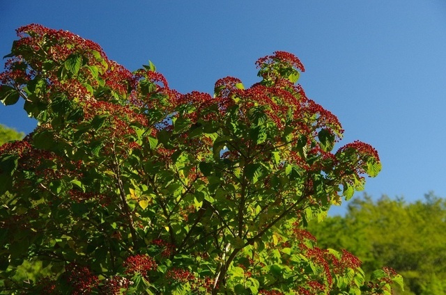 IMGP4768.JPG